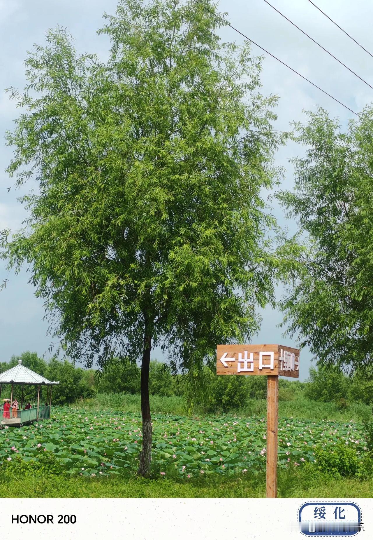 如果是你的话,你会喜欢宗馥莉吗?
我还是喜欢宗馥莉的，单纯觉得她学历和能力都非常