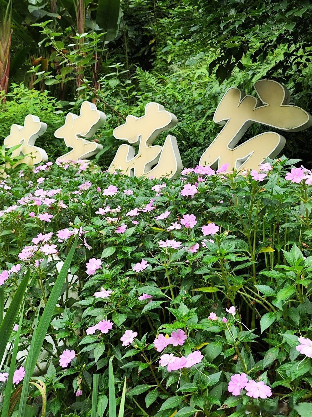 云萝植物园+云台花园的花花，两园连通处还有大湾鸡呢~ 