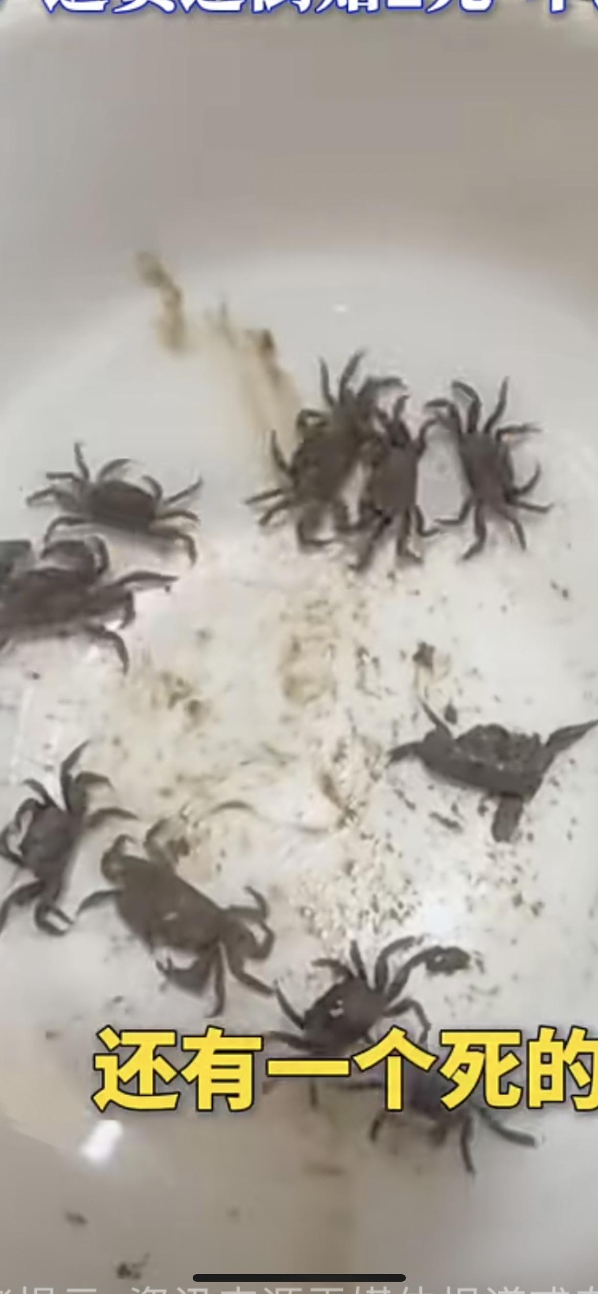 10月29日江苏，男子花98元在直播间买了十只蟹，货到了吐槽蟹的个头太小，一块硬