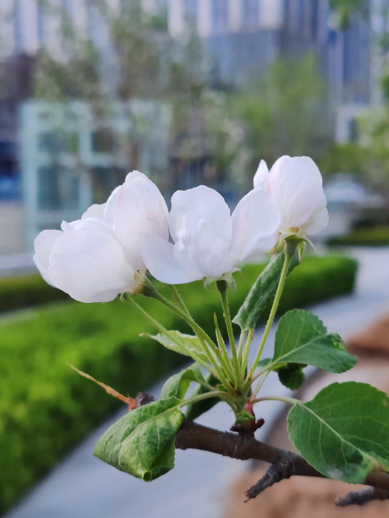 先赡养奶奶和姑姑，报答姐夫的恩情。若有余力，再考虑亲生父母；若力有不逮，对于那管