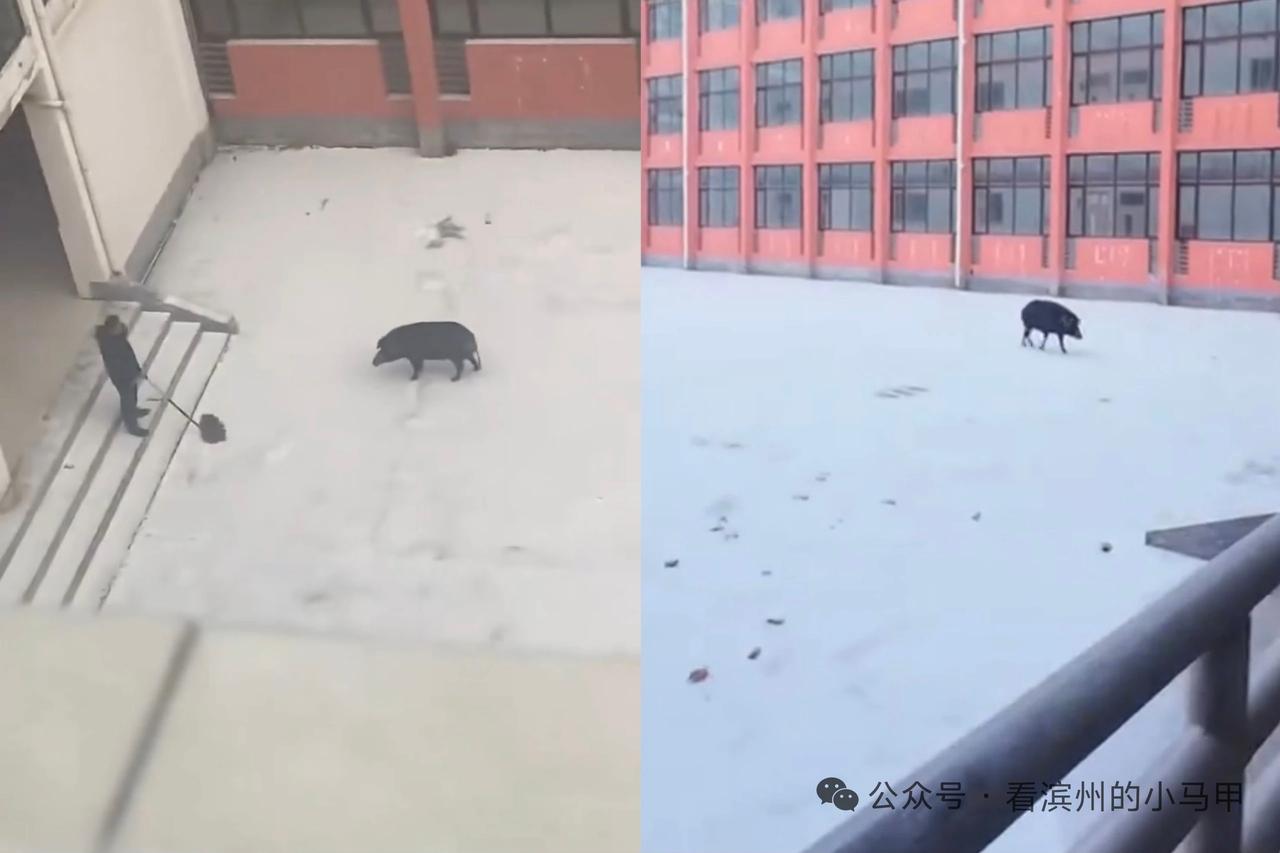 滨州一校内，闯进一头黑猪....

2026年1月19日上午，刚下完雪，平静的山