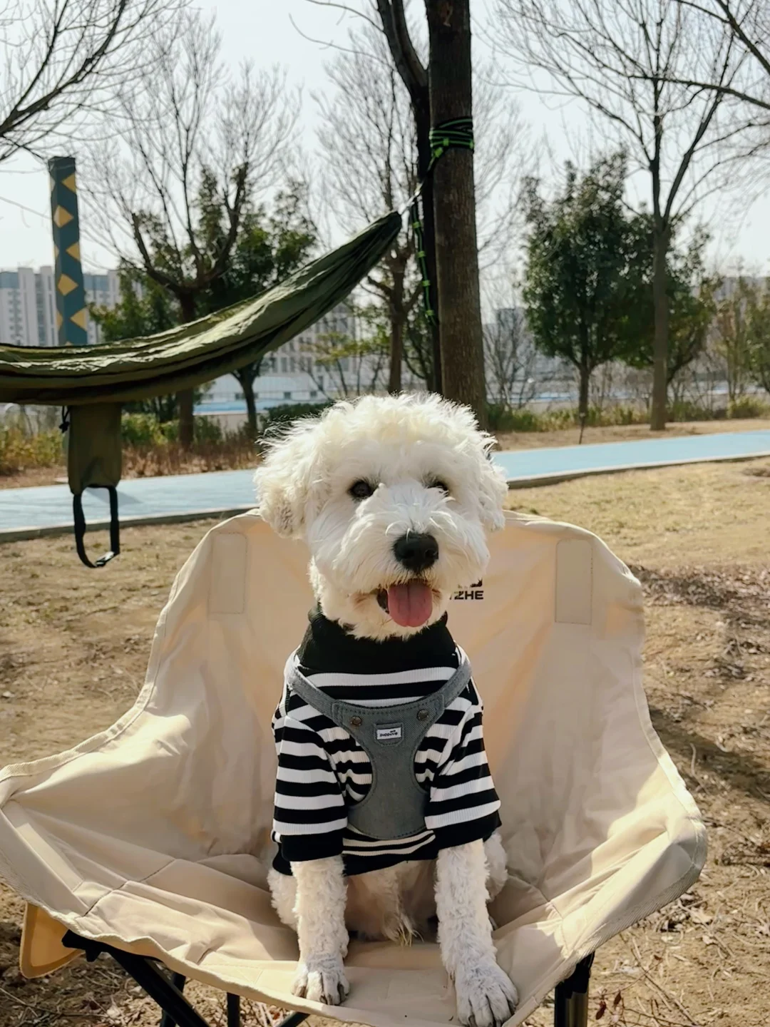 好天气当然要带着狗子去烧烤啦！