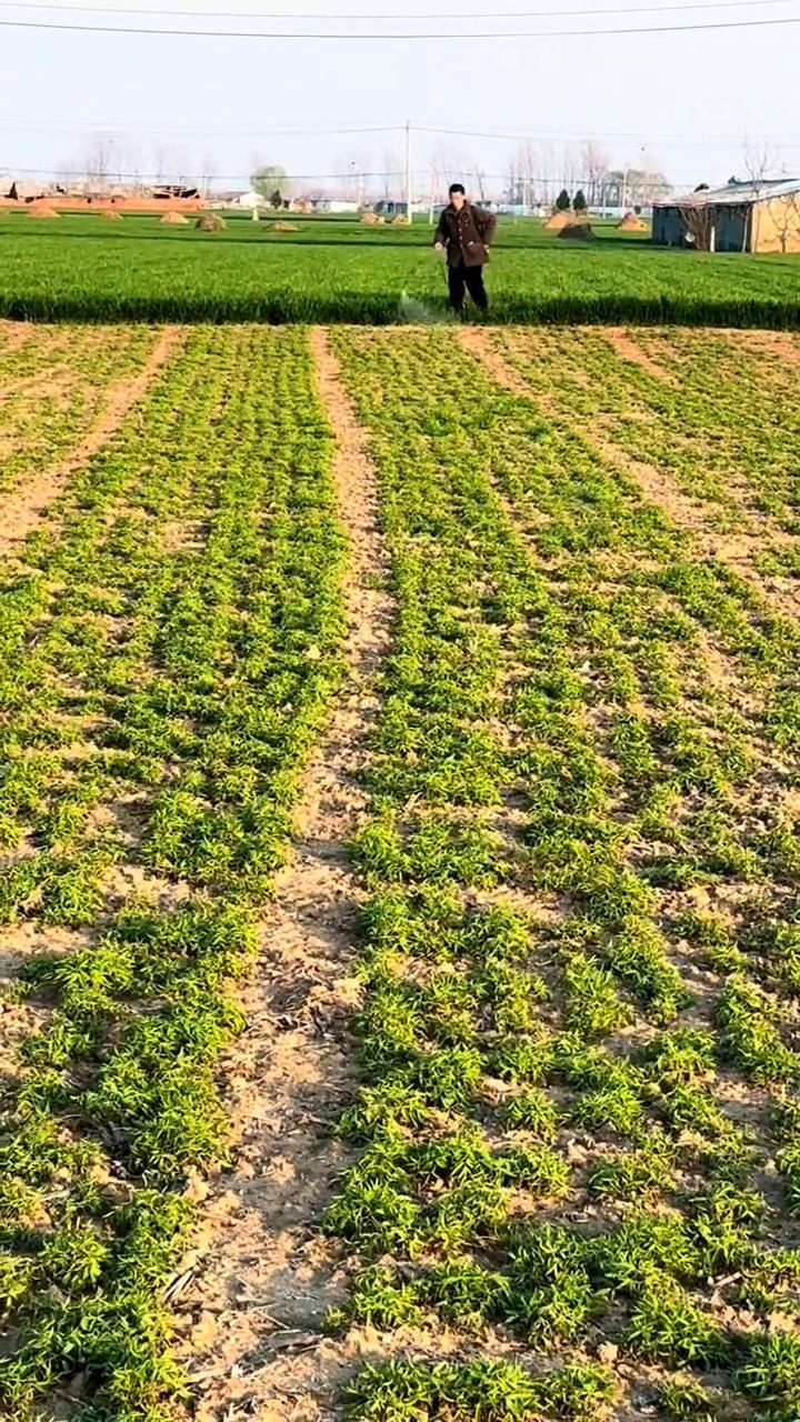 元胡收获期到了，需要大量的人工，留守老人成了香饽饽。
元胡别名元湖，分布于中国黑
