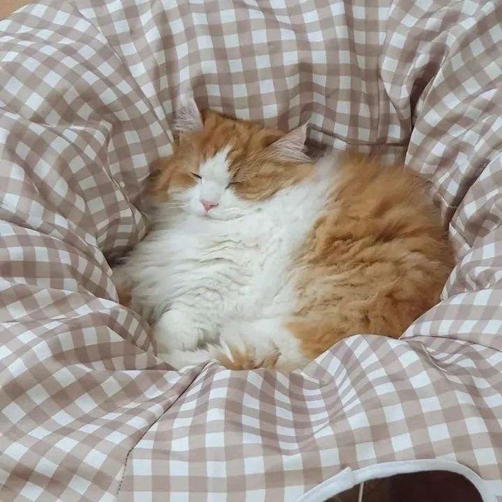 别管我有猫饼