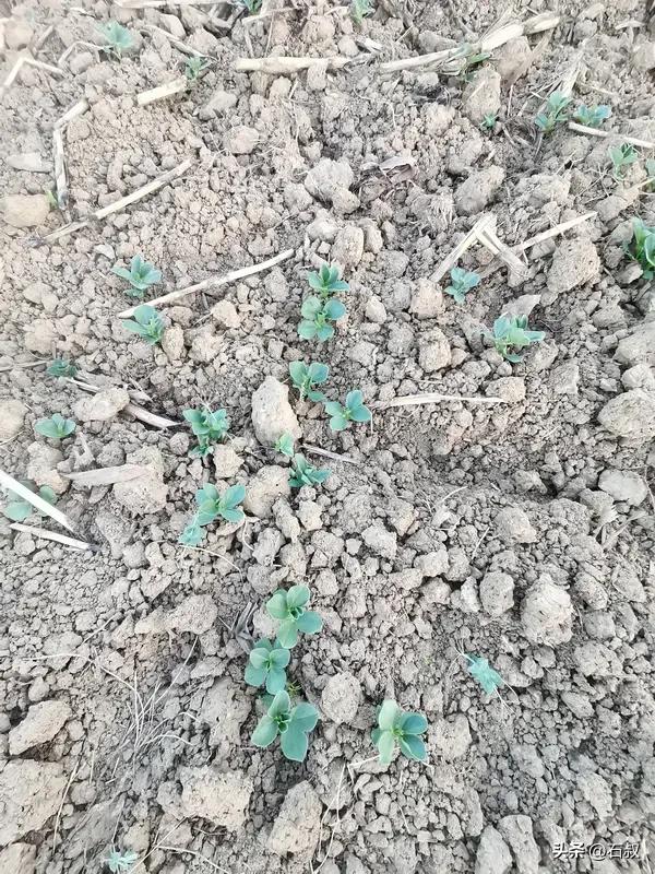 种白菜早种晚种各有啥问题

去年在咱们北方，按老经验本来立秋三四天就该种白菜，我