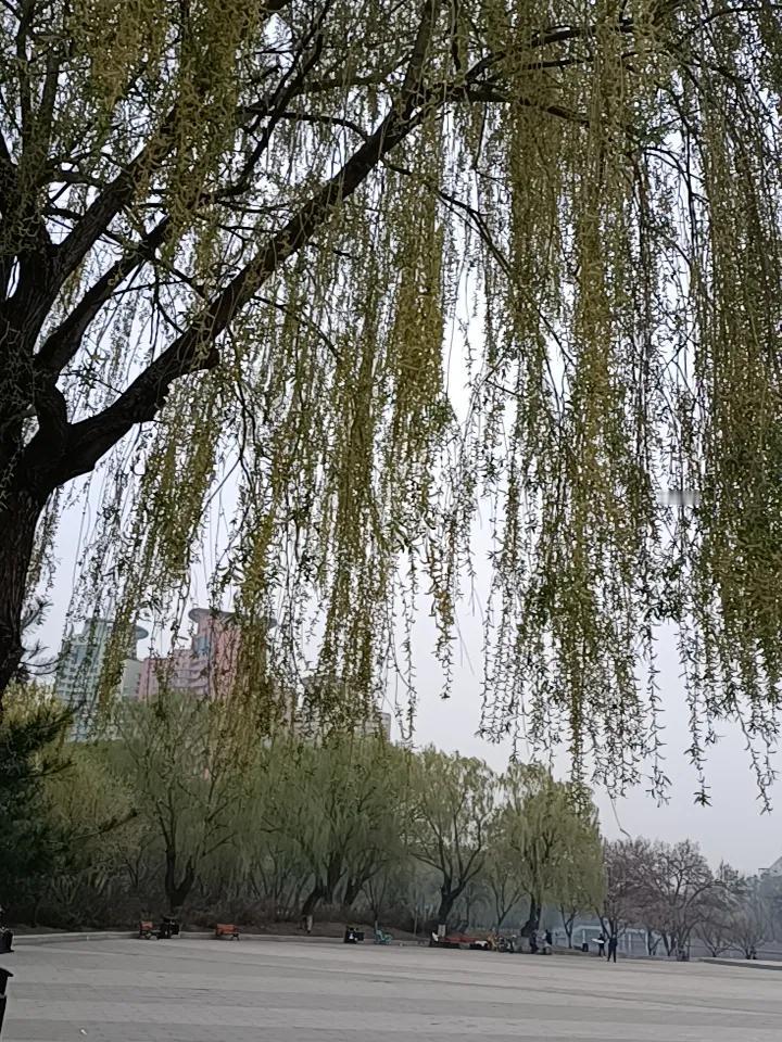 现在这个季节，是公园里人最多的季节吧，散步的，跑步的，各种锻炼呢，还有放风筝的，