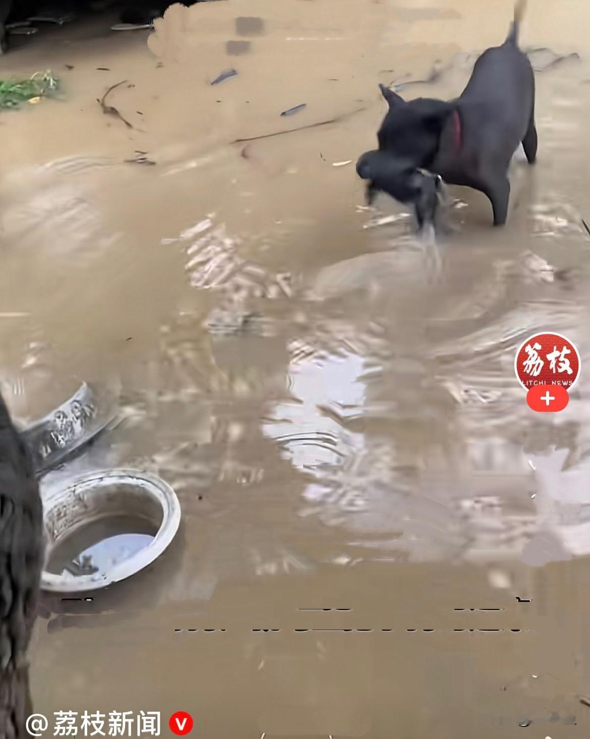 近日，广东汕头持续大暴雨，林先生家的院子积水足足 30 厘米深，整个
狗窝彻底被