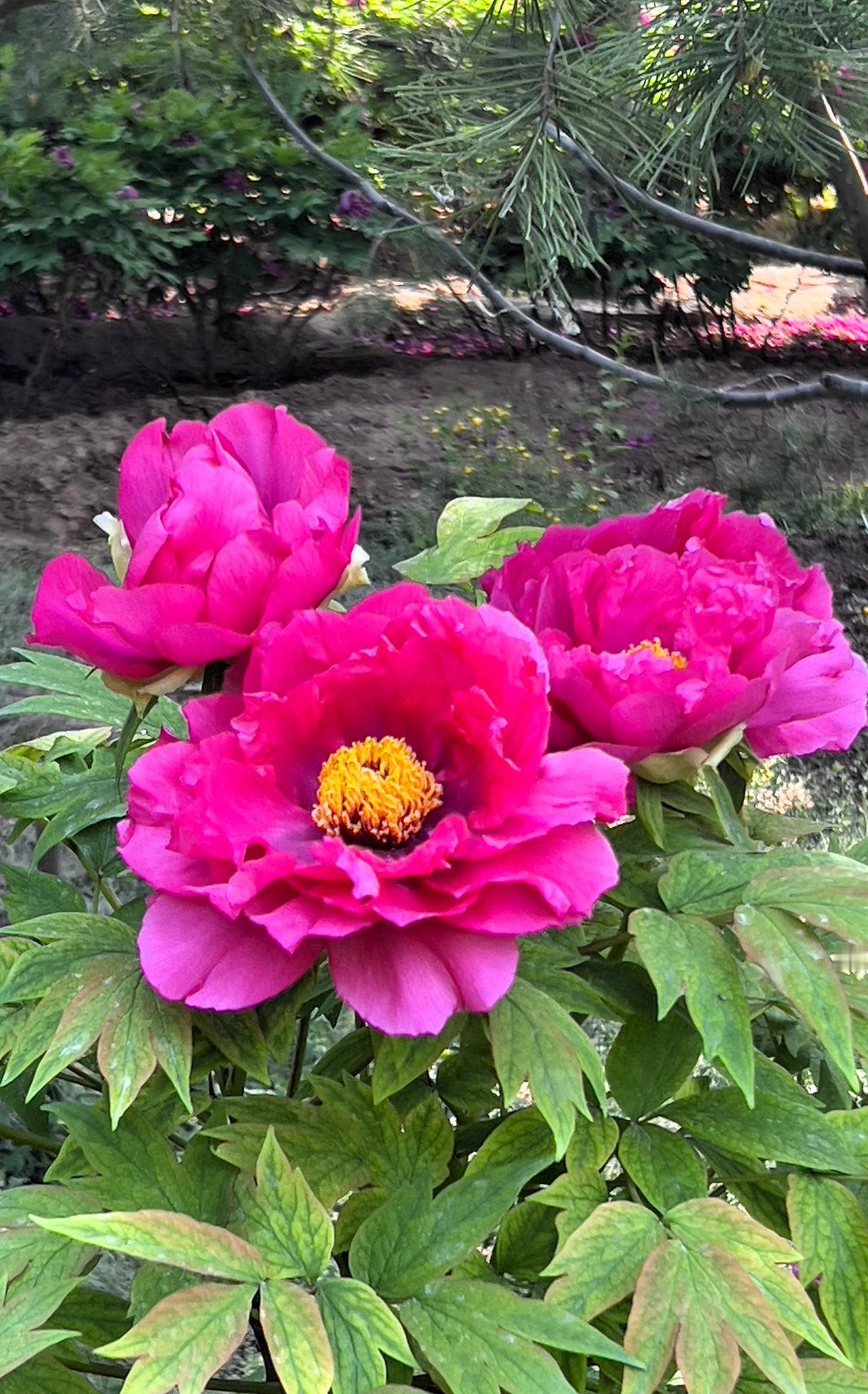 我手机里有好多美丽的牡丹花照片，每次看到都觉得心情愉悦。
牡丹花真不愧是花中之王