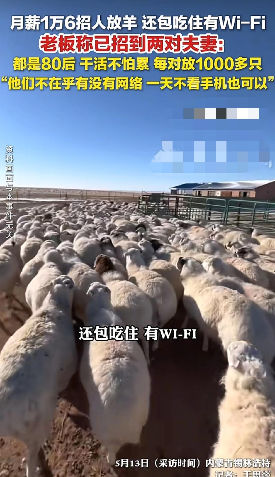 撒钱了？月薪1万6去草原深处放3000只羊，包吃住还有WiFi，这活儿你干不干？
