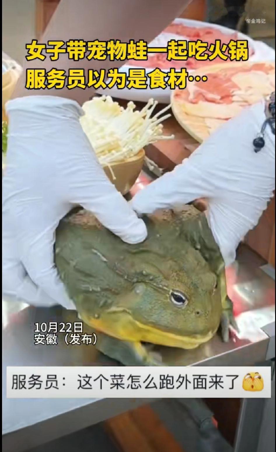 真是养什么宠物都有啊
一女子养了一只宠物蛙
每天走哪里都会给她的宠物蛙带在身边