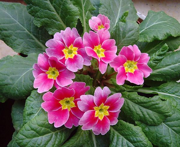 花朵漂亮迷人，漂亮的花朵艳丽夺目