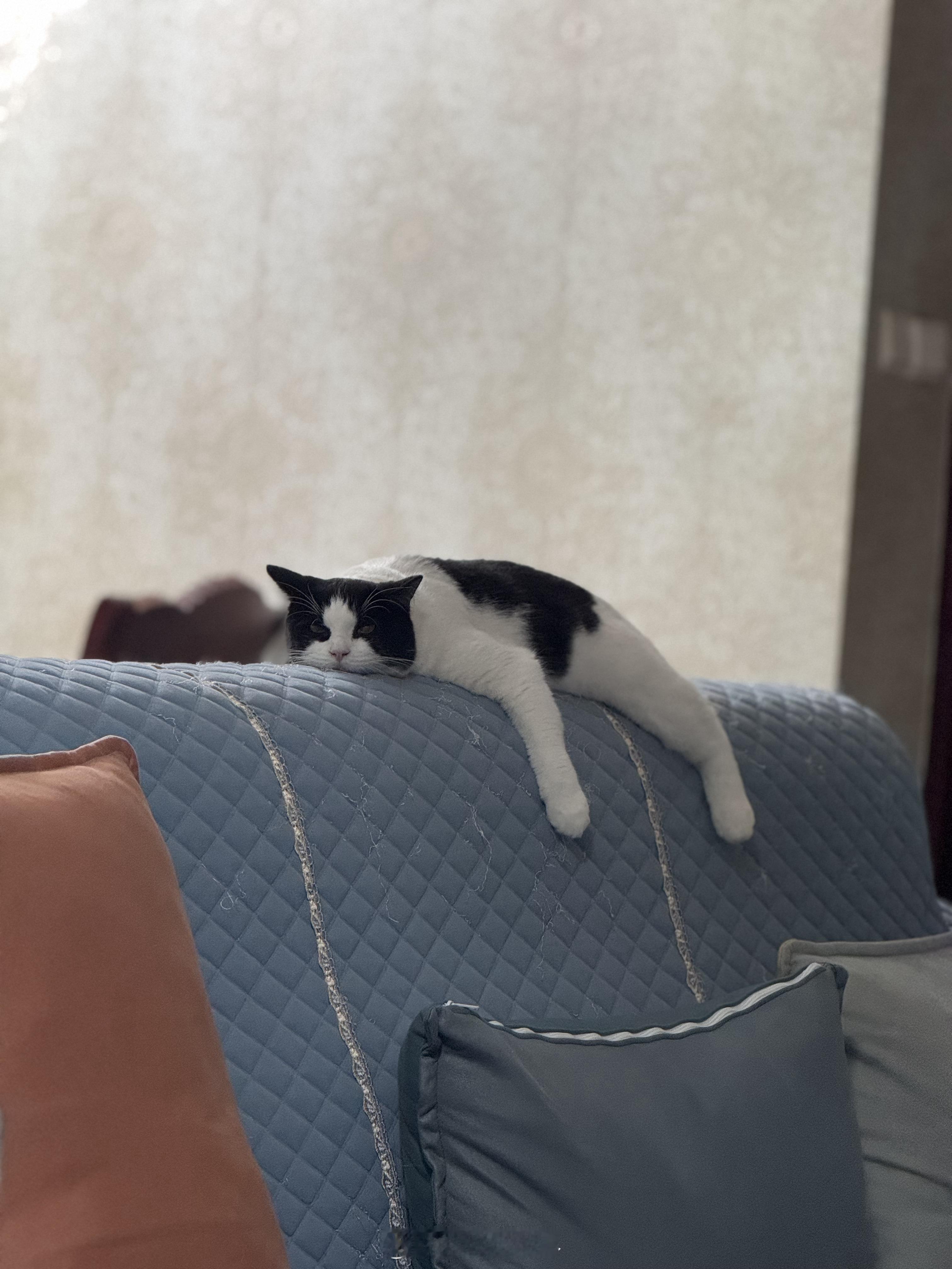 猫生我梦 ​​​