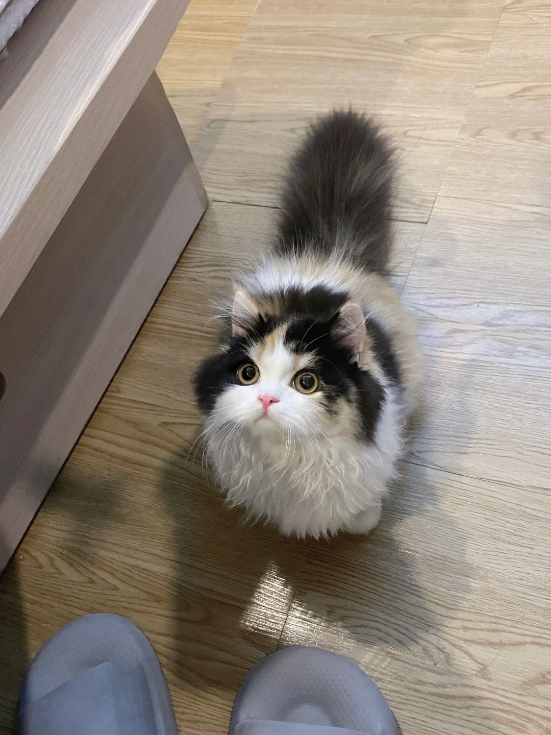 那个只能吃幼猫猫粮的小东西长大了