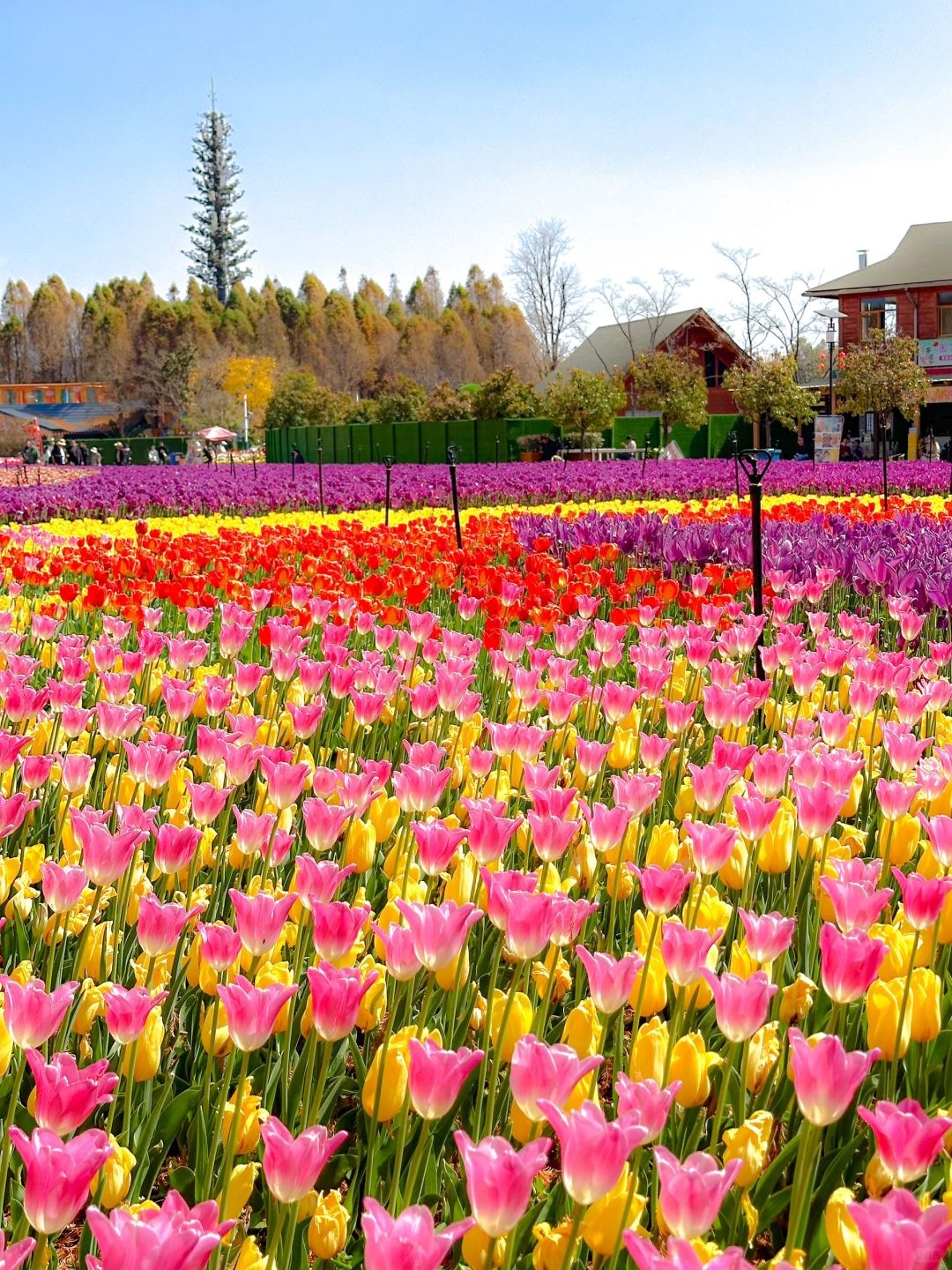 美哭了！昆明100w株郁金香花海🌷喂海鸥🕊️