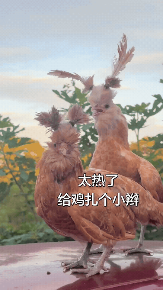 全网超火的帽子鸡来啦！
天生自带超大蓬松羽冠，顶着一头厚重“大帽子”，颜值超高但