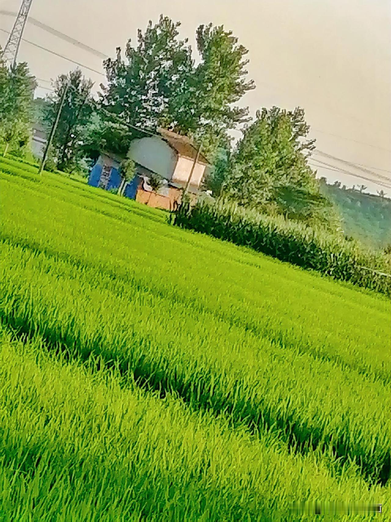 《秧苗青，好风景（西安李林摄于汉中城固）》