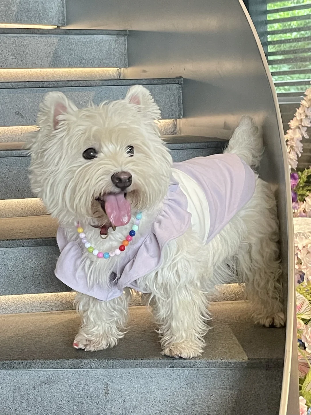 一个月没洗澡的臭脚公主