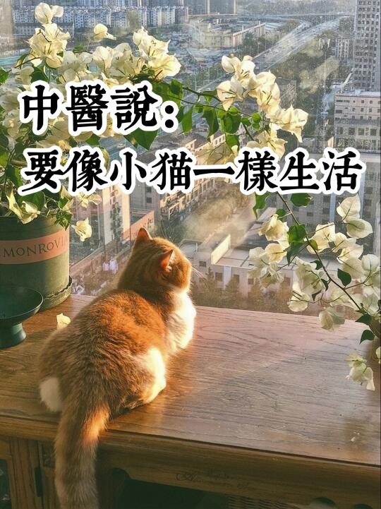 气血不足，周末建议你像猫咪一样生活