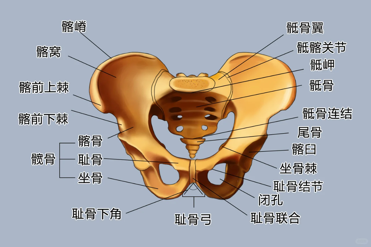 女性骨盆解剖图