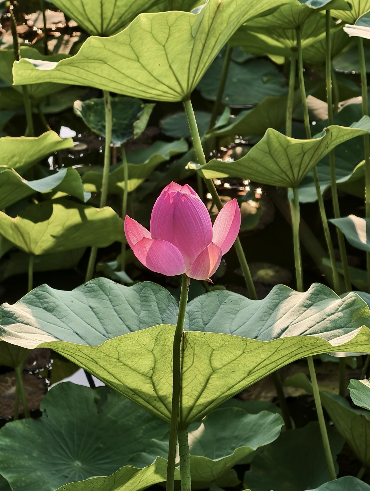 今晨，公园荷花池里还没有完全盛开的荷花，也非常迷人有魅力！