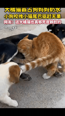 万万没想到！大橘猫霸占狗妈妈奶水，小狗咬拽小猫尾巴驱赶，毫无效果。网友：这大橘也