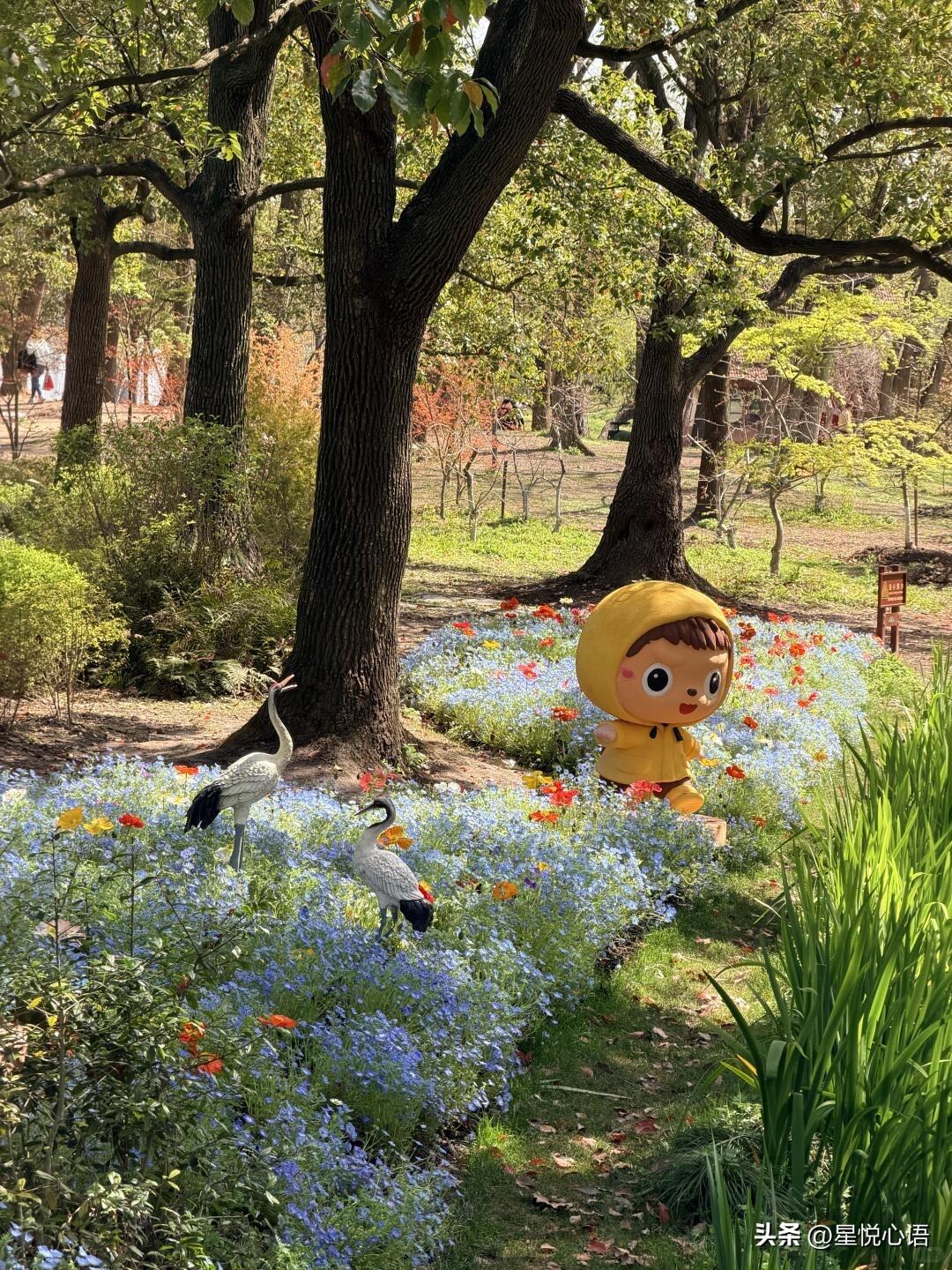 3.28～5.10共青森林公园40周年百花展
真的太热闹了！

满园子花开得正盛