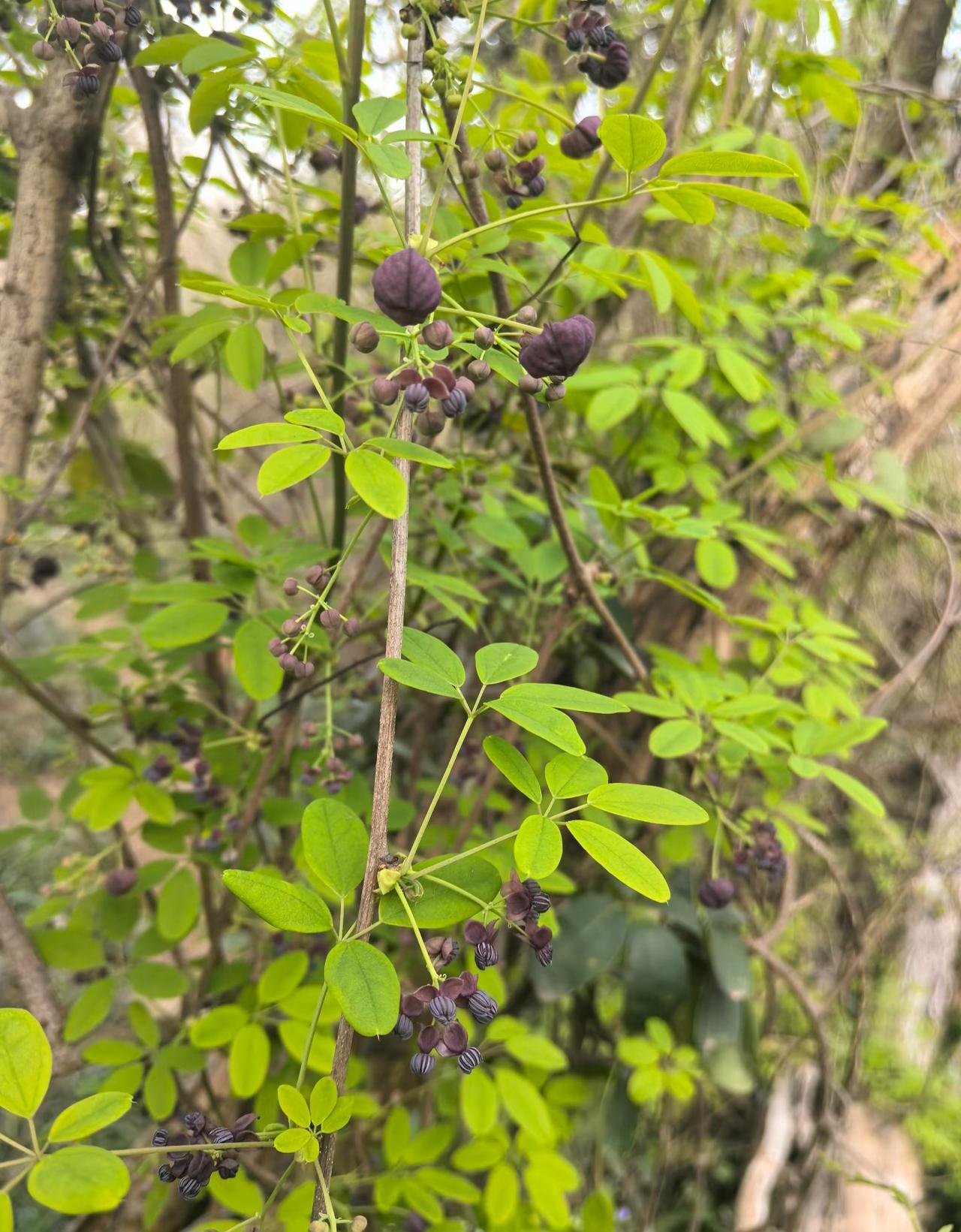 知道这是什么花吗？
云贵川的朋友肯定都认识。
这就是最近两年网上很火的八月瓜
也