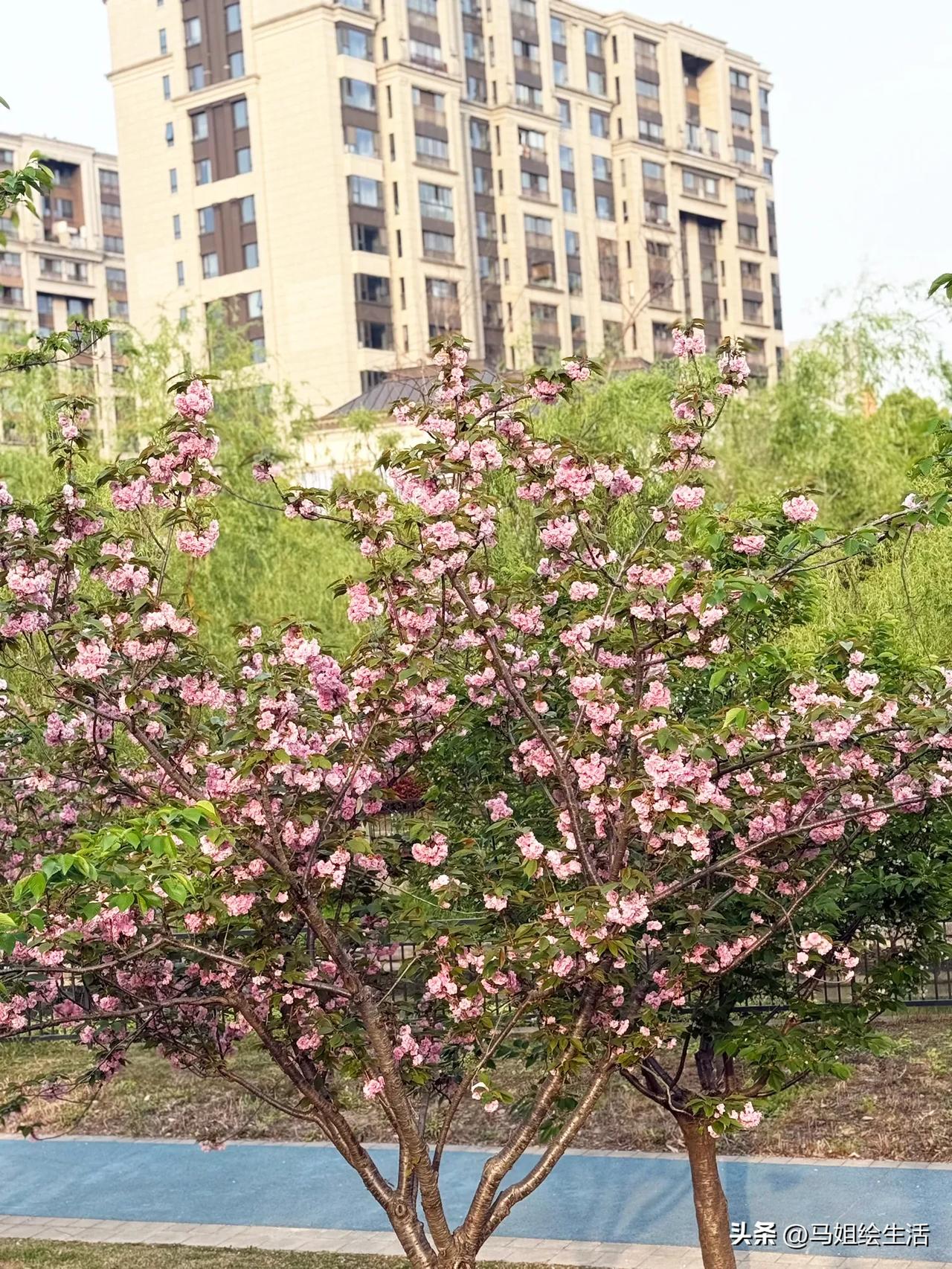 晚樱已进入花期，比起轻巧的早樱晚樱花朵大、花枝繁茂、花团锦簇，比早樱更绚丽～