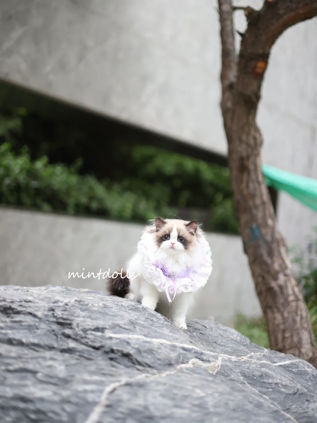 小猫也不想上班！💻