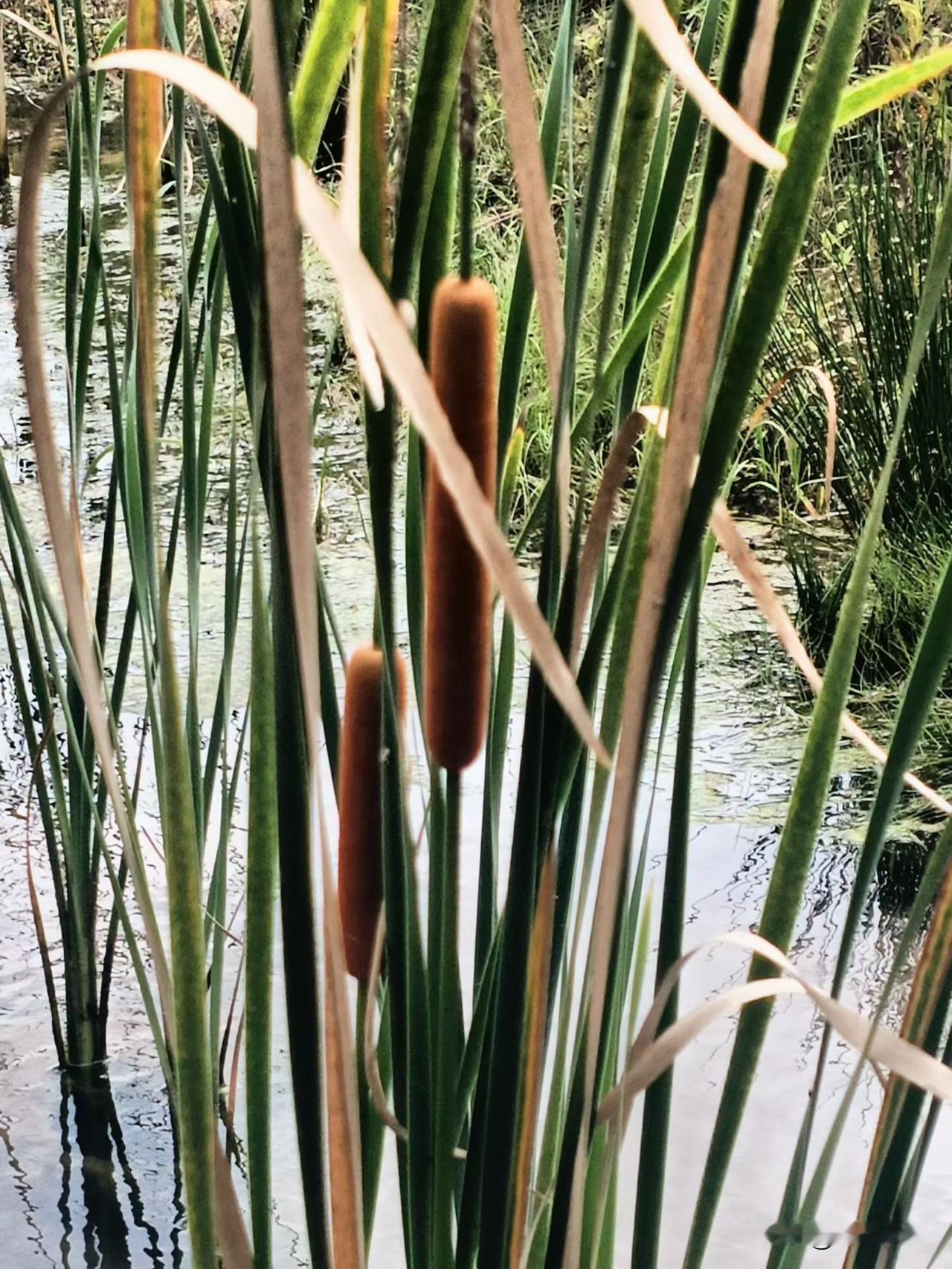周末休闲，发现儿时很喜欢的玩意。现在知道这个的不多吧？