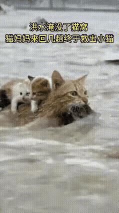 凌晨3点17分，我永远忘不了那个混合着铁锈味与土腥气的雨夜。当救援队的冲锋舟划破