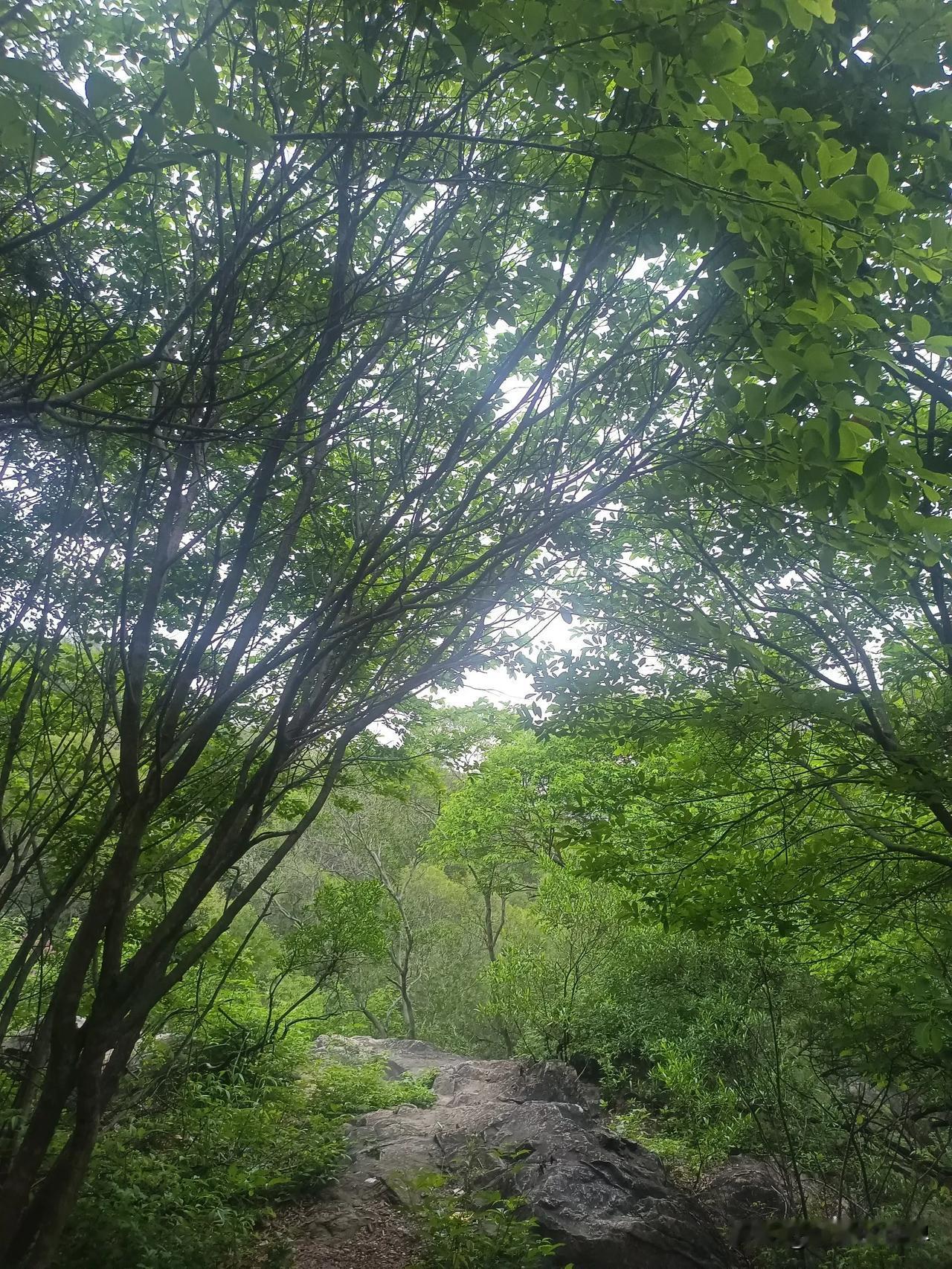 傍晚天马山，有氧运动，爬山二十分钟。