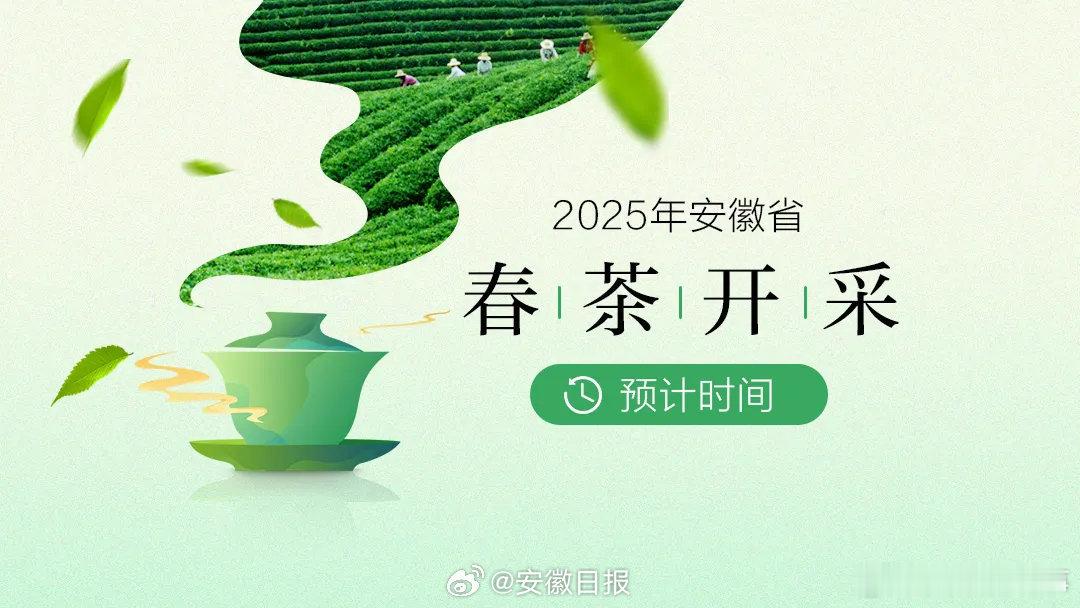 安徽春茶开采最全的预计时间来了 春来为茶忙，随着气温回升，茶园渐渐抽芽吐绿，春茶