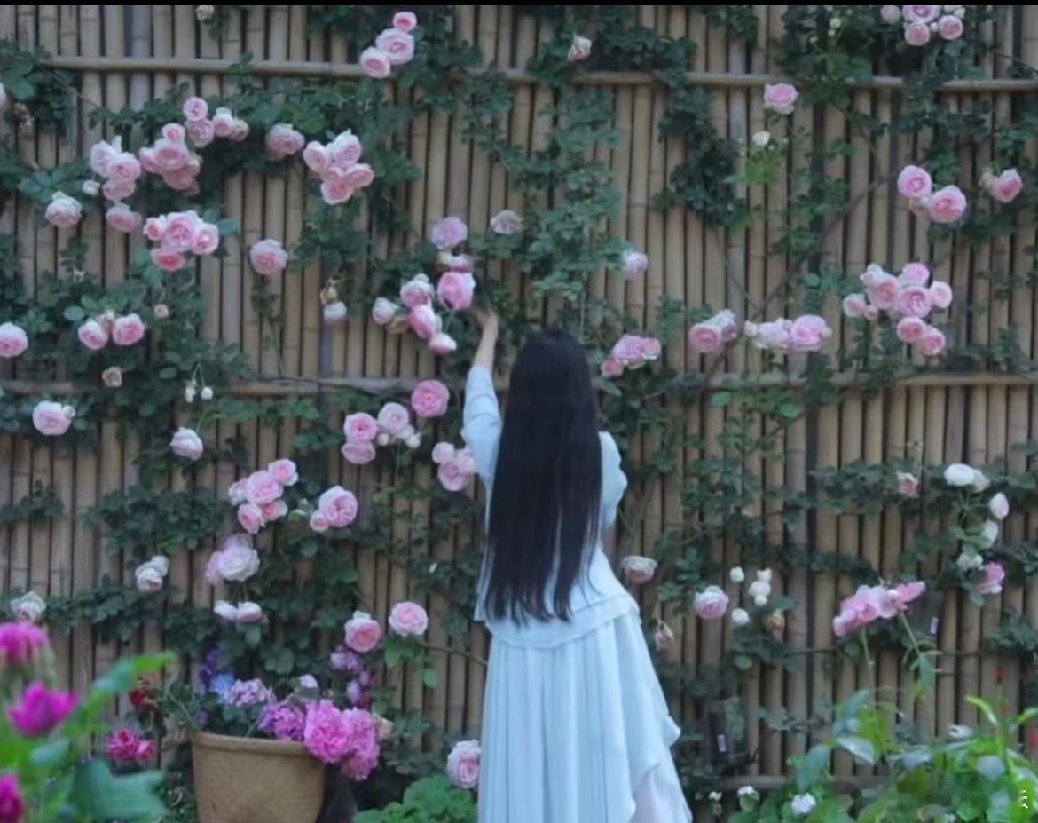看李子柒这面花墙，脑海里浮现的都是永夜星河里慕声布置花房的场景。 ​​​