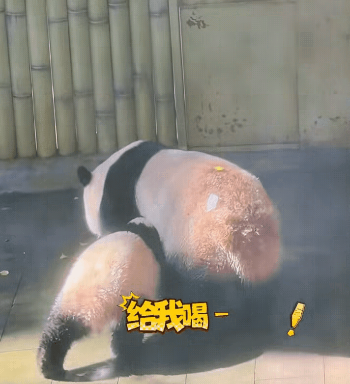 小月亮居然也有委屈巴巴，亦步亦趋围着妈妈团团转的时刻，这是我万万没有想到的[偷笑