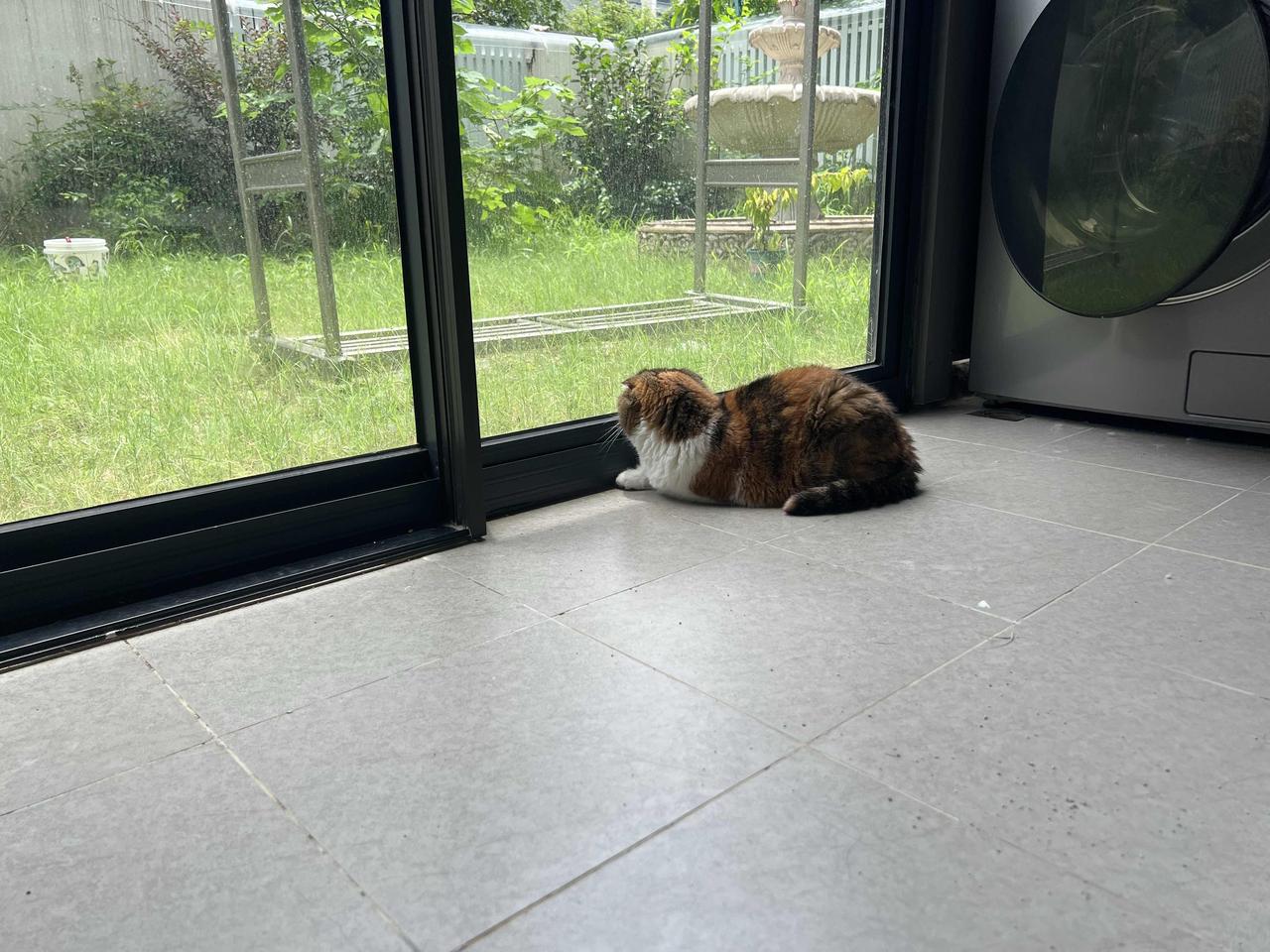 有的猫兢兢业业看守后院
有的猫已经在舒服的位置上躺平了[允悲]