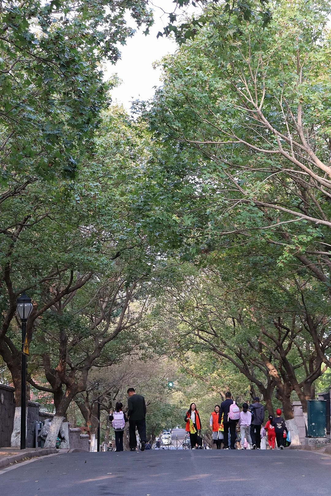 10.11青岛街头实况 叶子不黄也不绿了