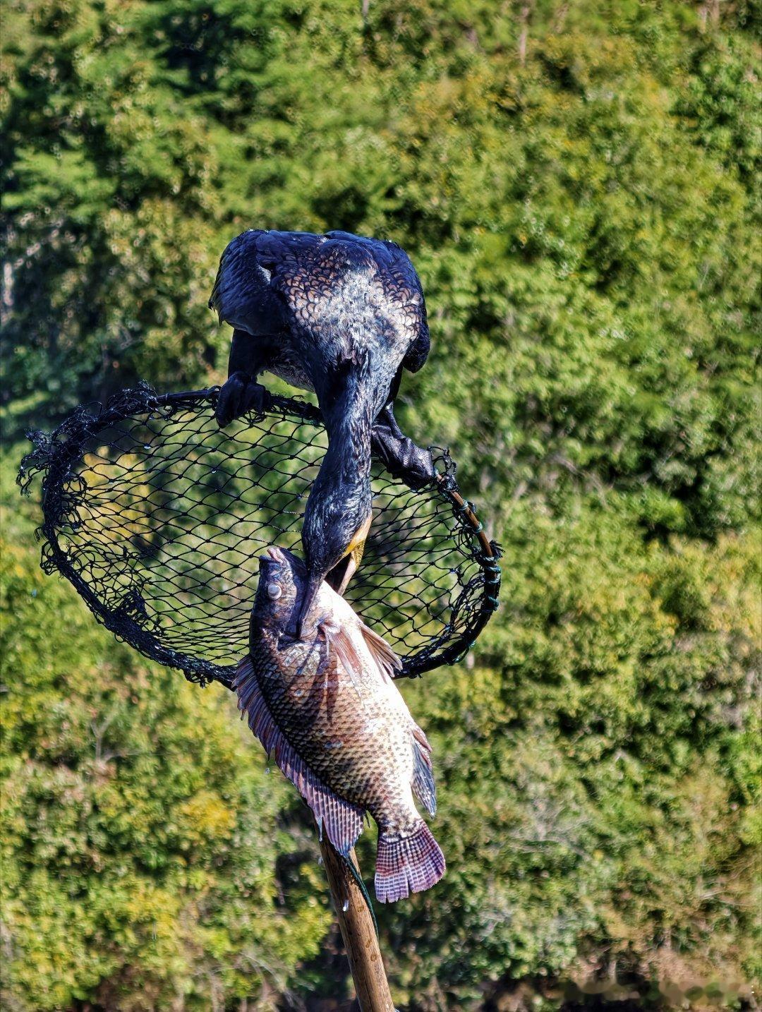 咖位云南云贵双冠香遇普洱茶咖香遇普洱点赞云南第一次真正走进普洱，才发现这里的节奏