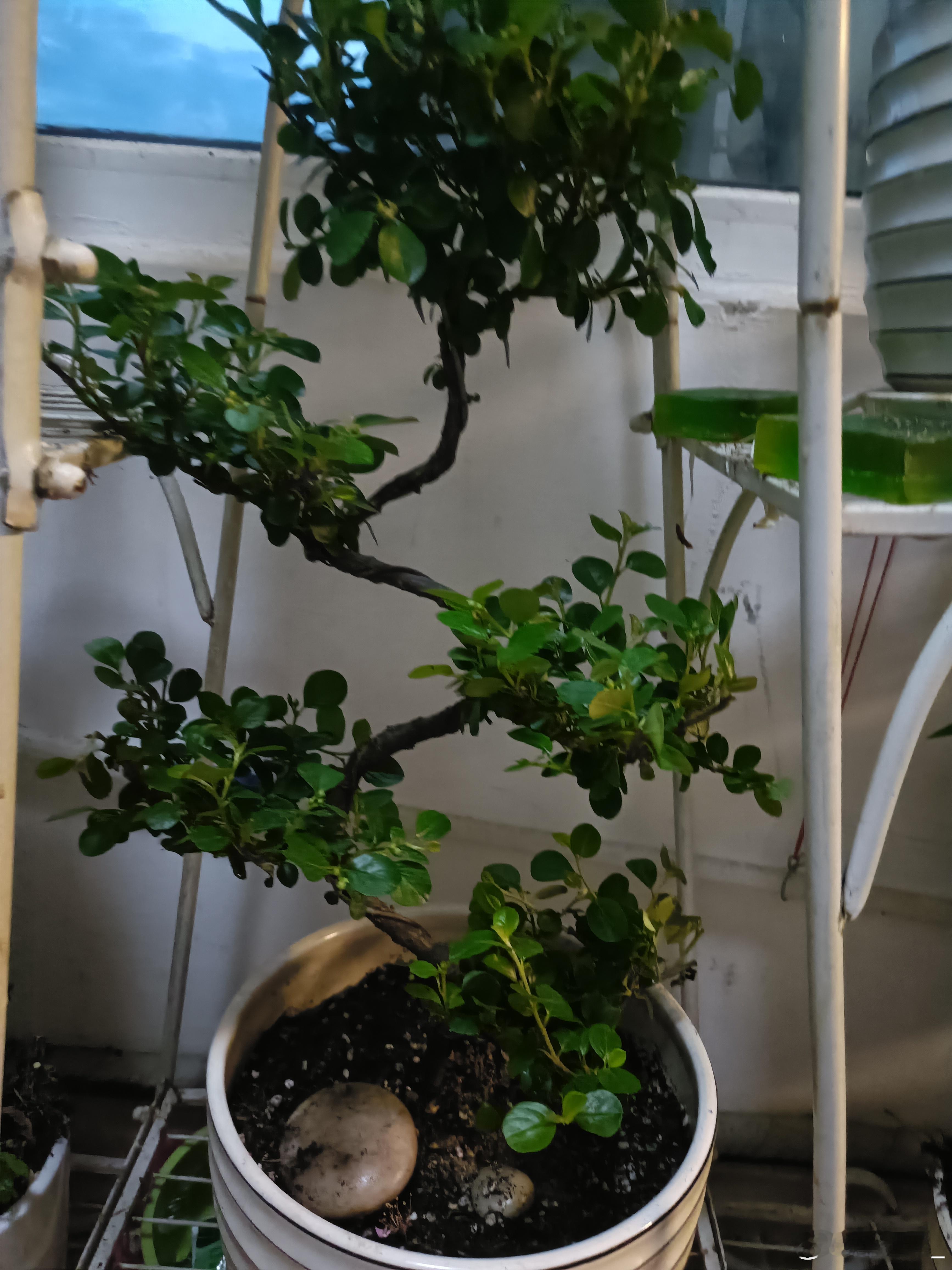 阳台的盆景和花🌸竞相开放，春意藏不住了！ 