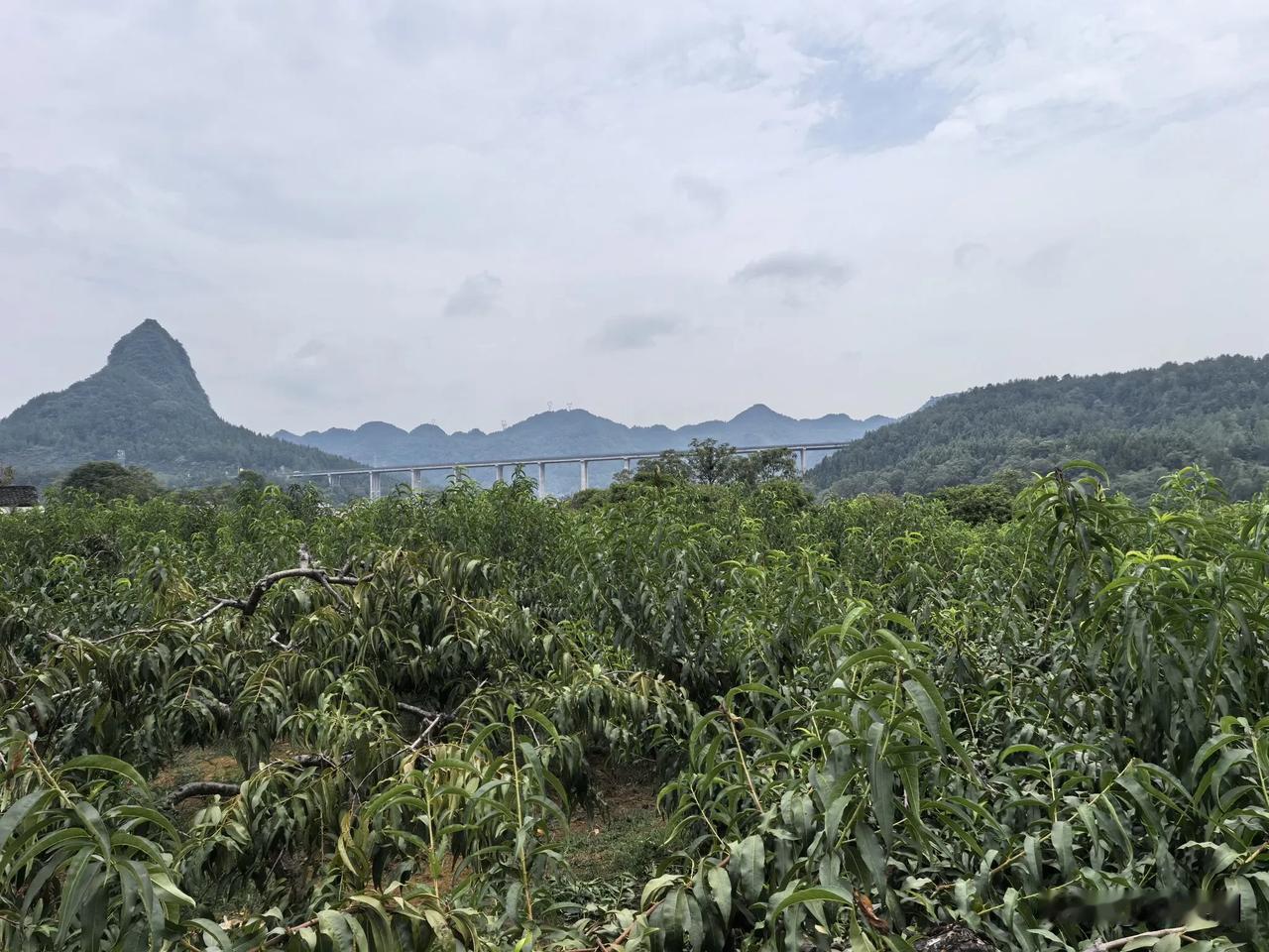 七律.计利当计天下利，留名应当万世名
（2024年9月16日）
计利当图天下利，