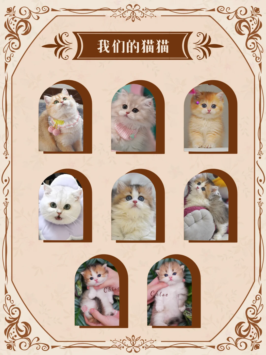 上海靠谱猫舍 | 金渐层蓝金紫金米努特