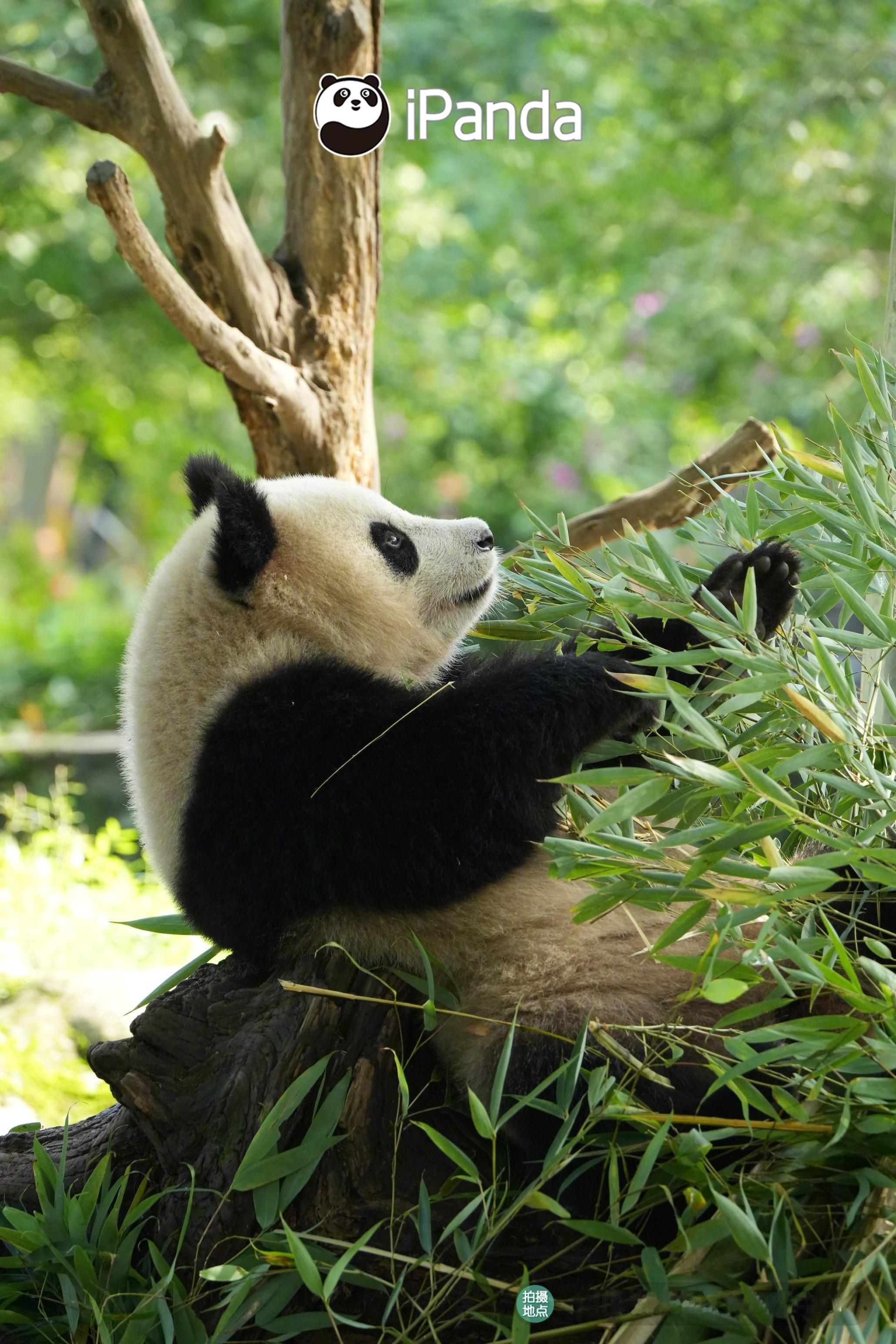 (๑˘ ˘๑)快看我的“小翘鼻”，熊家的侧脸是不是也很美？[开学季] #熊猫宝宝