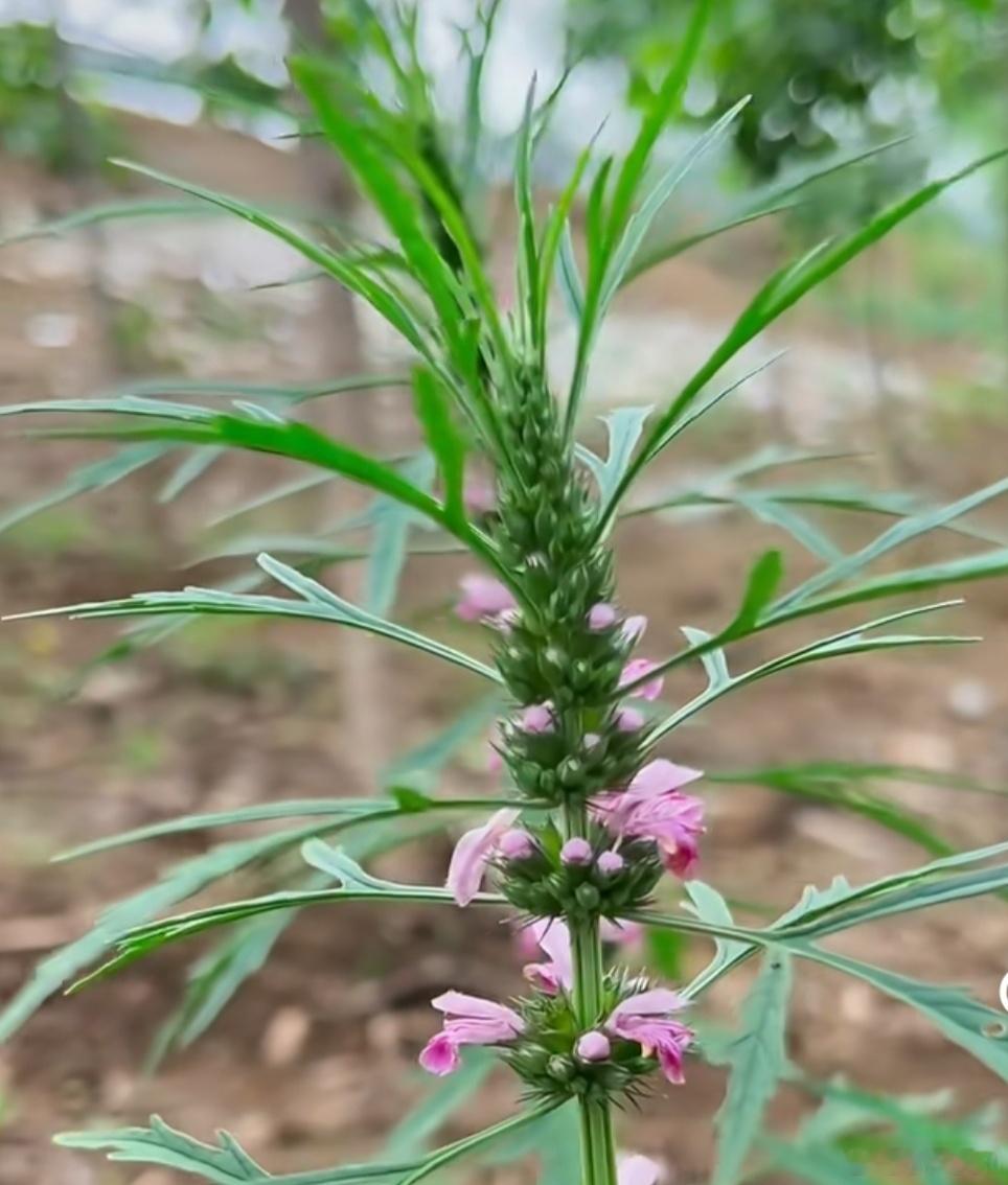 我想有99%的人不知道这种植物的名字吧