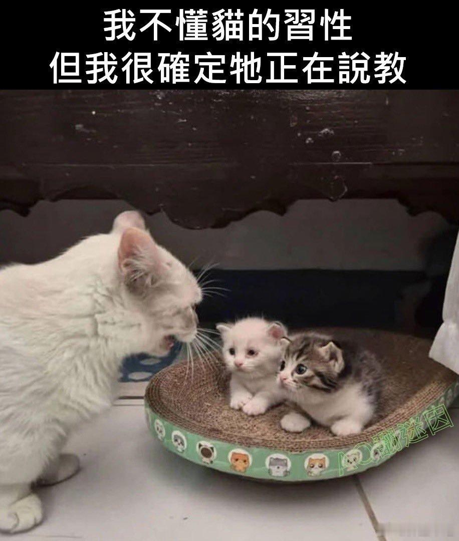 今日份的小破梗，是一个小猫教育梗
