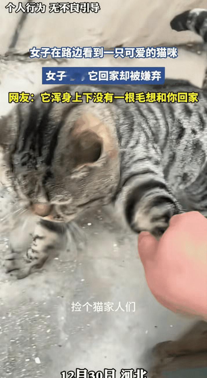 何必强猫所难！这只胖狸花的抗拒，戳中了很多人的善意误区
 
     谁懂啊！路