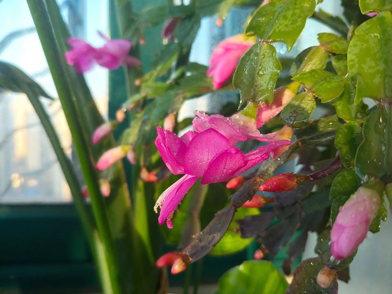 温暖到我的有可能是自己养的小花花。蟹爪兰和三角梅都开花🌸了。你养的啥花，开了没