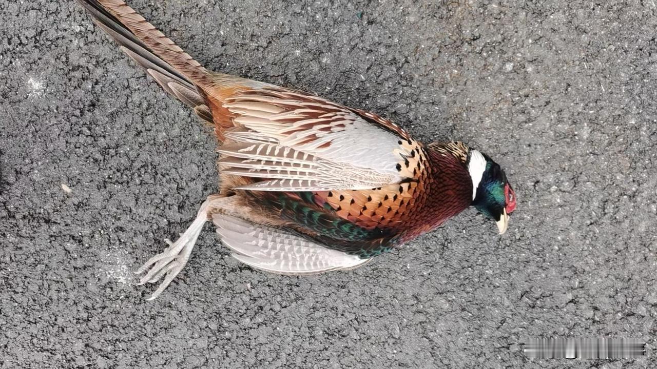 这是什么鸟真硬，三天了不吃不喝，准备放生了