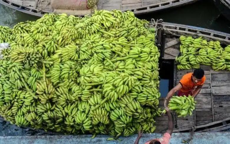 1974年，香蕉出口联盟宣布每40斤香蕉收取1美元关税，可成员国之一的洪都拉斯却