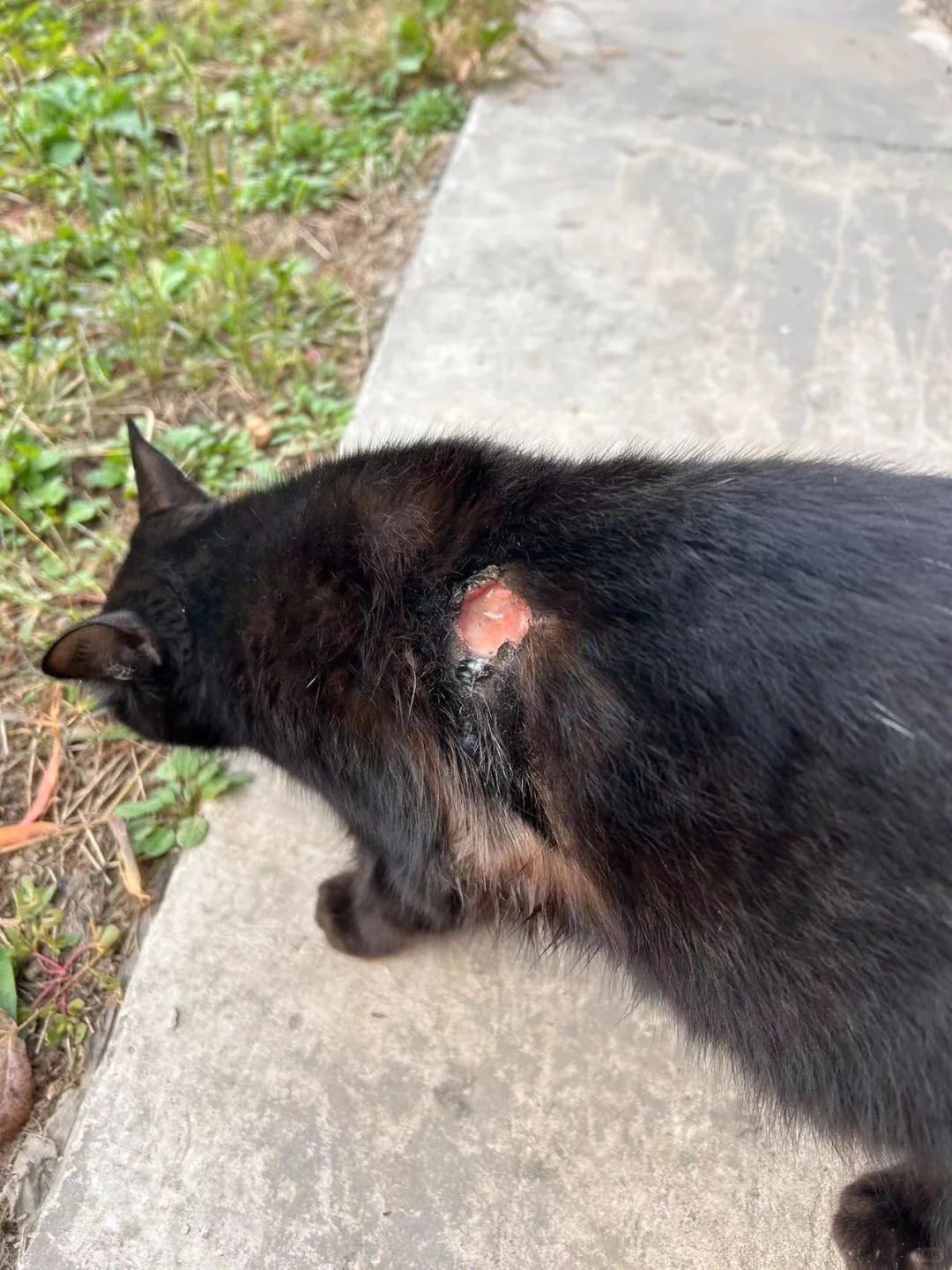 猫咪受伤好几天无人管，Chang平，东……shun 街附近，谁能帮帮它...