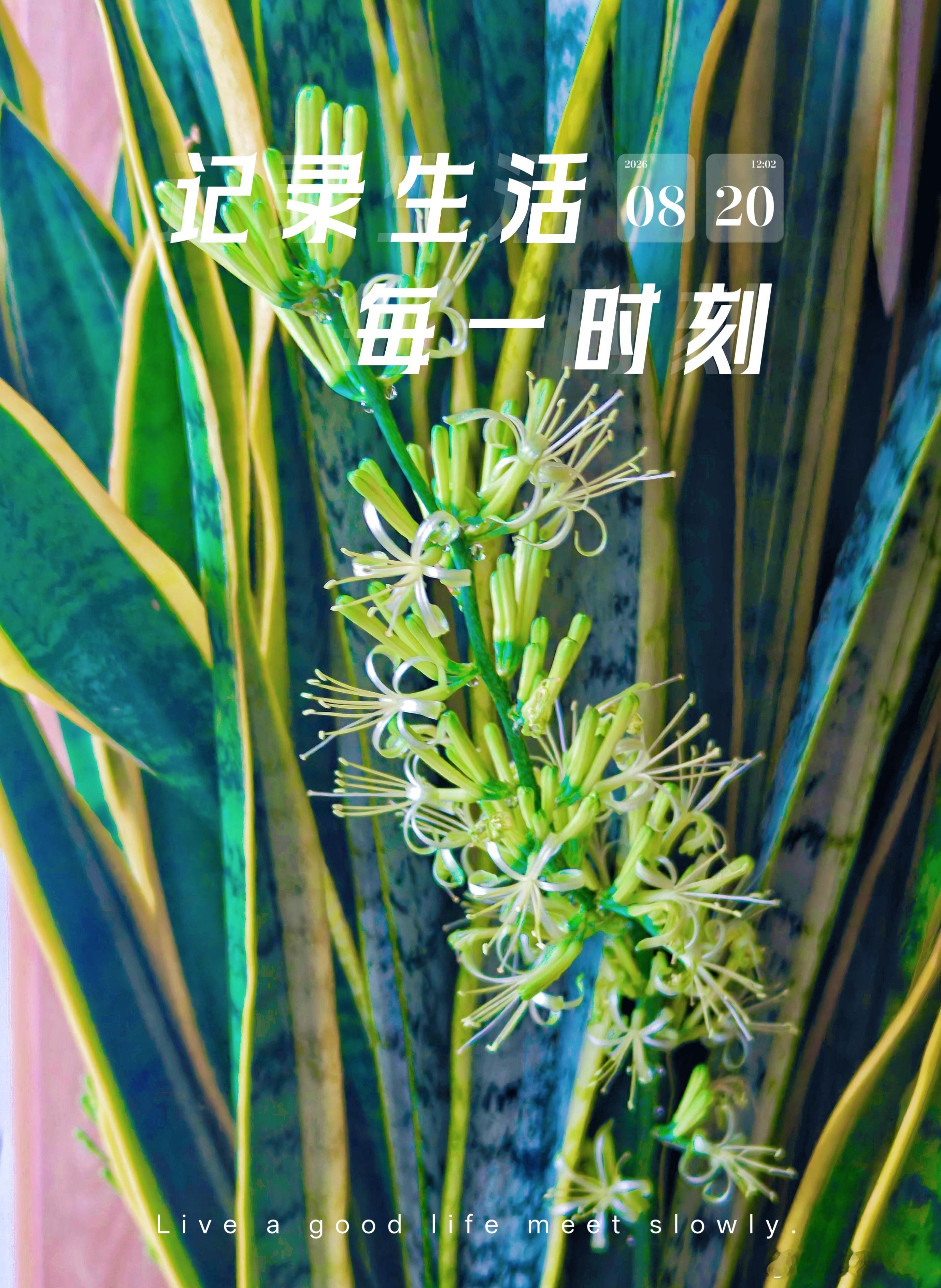一室芬芳，满心欢喜今年的金边虎尾兰开了两次花记录生活美好